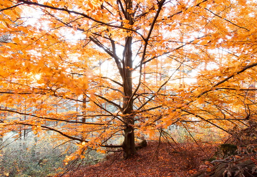 Herbstliches Licht 1