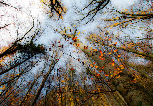 Wald-herbstlicht