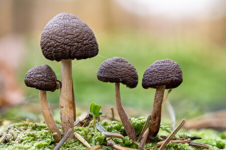 20251031-9430161..85-HFstackedC,S2