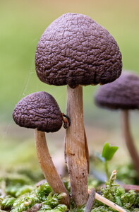 20251031-9430195..232-HFstackedC,S2