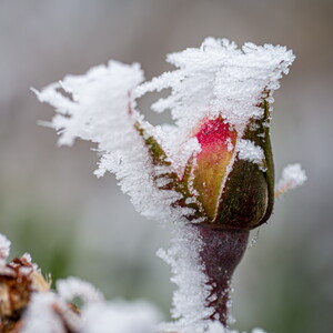 Spätfrost