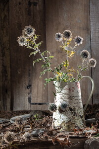 Schönheit des Vergehens